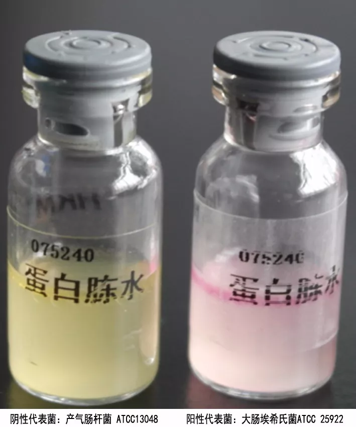 靛基質(zhì)(吲哚)試驗
