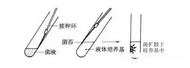 液體培養(yǎng)基接種法