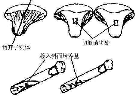 組織分離法
