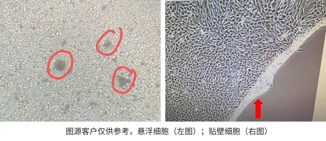懸浮細(xì)胞與貼壁細(xì)胞