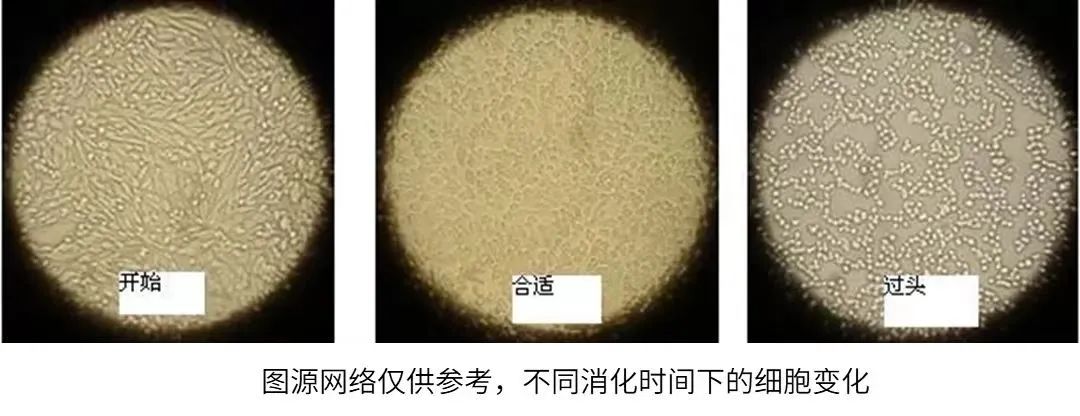 不同時(shí)間下的細(xì)胞變化