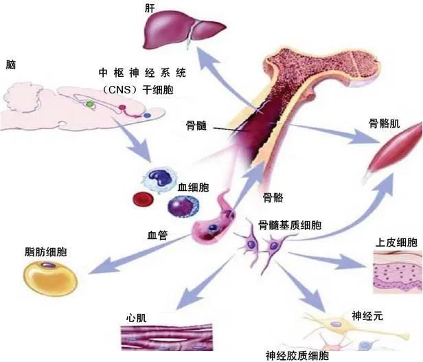 原代細(xì)胞