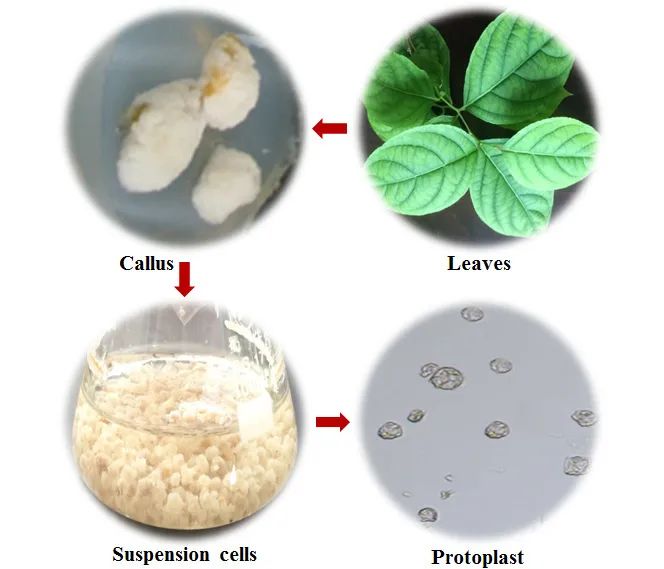 圖片來源：植物學(xué)報(bào)
