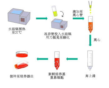 ▲ 細胞復蘇操作示意圖